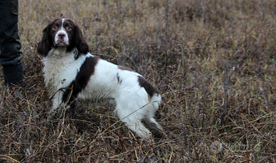 Springer pronta caccia