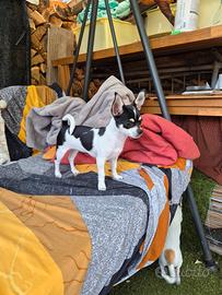 Chihuahua