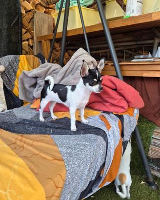 Chihuahua