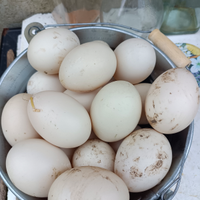 Anatre mute e anatre olandesi