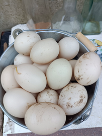 Anatre mute e anatre olandesi