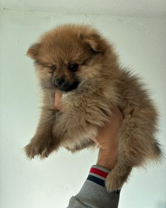 Volpino Pomerania