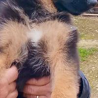 Cucciolo Pastore Tedesco Alta Geneologia