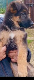 Cucciolo Pastore Tedesco Alta Geneologia