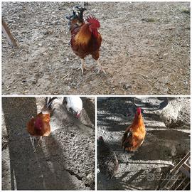 Galli di varie taglie