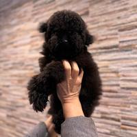 Cucciolo Di Barboncino Toy Nero Pedigree Enci