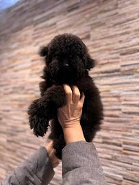 Cucciolo Di Barboncino Toy Nero Pedigree Enci