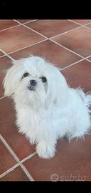Maltesina pedigree Enci