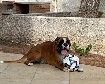 Boxer