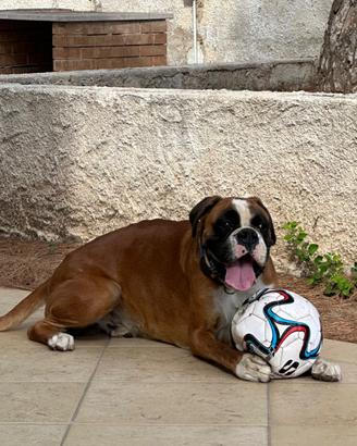 Boxer