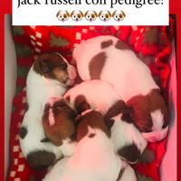 Jack russell con pedigree