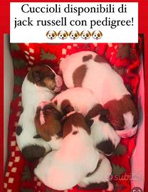 Jack russell con pedigree