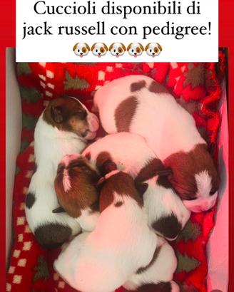 Jack russell con pedigree