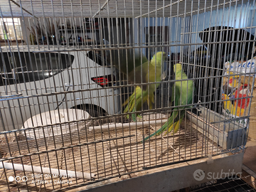 Parrocchetti dal collare