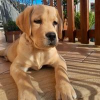 Labrador con pedigree