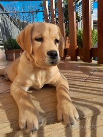 Labrador con pedigree