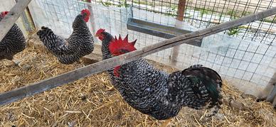 Galline Amrock
