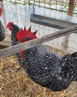 Galline Amrock