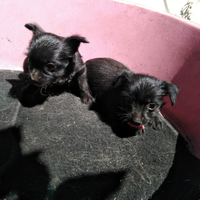 Cuccioli di Yorkshire neri maschio e femmi