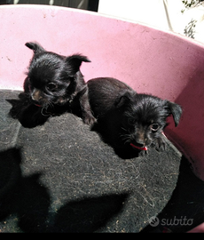 Cuccioli di Yorkshire neri maschio e femmi
