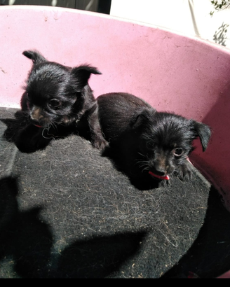 Cuccioli di Yorkshire neri maschio e femmi