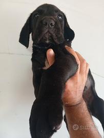 cuccioli cane corso