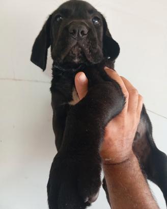 cuccioli cane corso