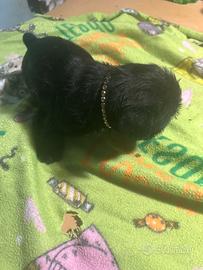 Cani bulldog francesi