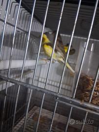 Blocco di canarini 2026