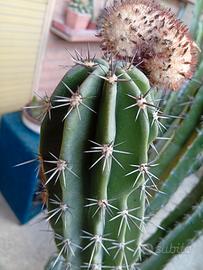Grande cactus Pecten aborigeno in vaso