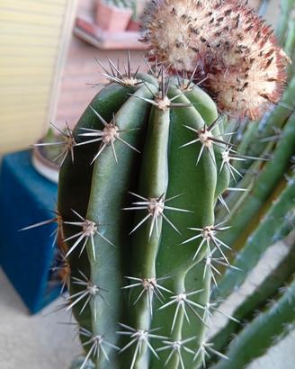 Grande cactus Pecten aborigeno in vaso