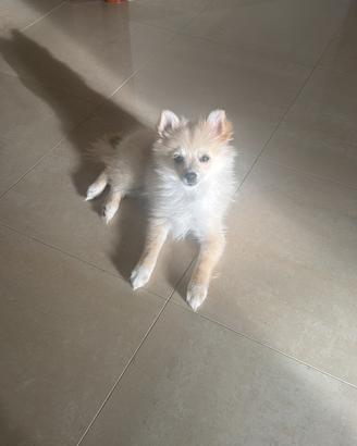 Spitz tedesco nana