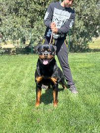 Cucciola di Rottweiler