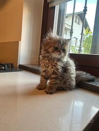 Gatto persiano