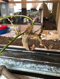 Insetto foglia secca/ Extatosoma tiaratum
