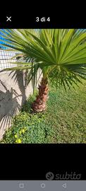 palme washintonia 