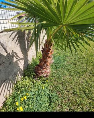 palme washintonia 