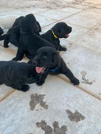 Labrador