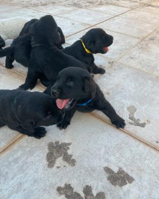 Labrador