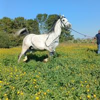 Cavallo Arabo