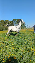 Cavallo Arabo