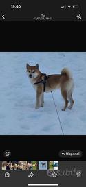 Animali