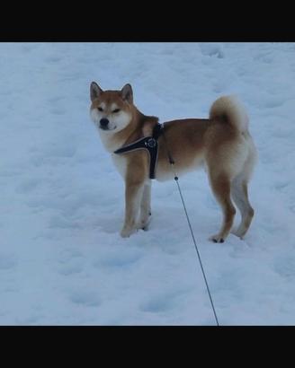 Animali
