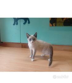 siamese / snowshoe