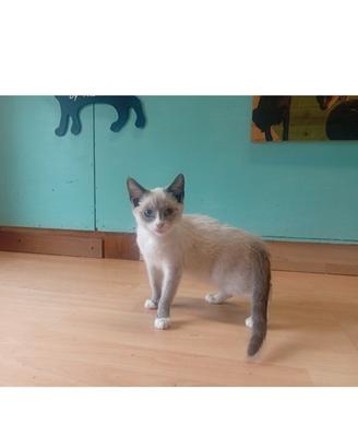 siamese / snowshoe