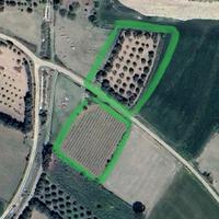 Terreni agricoli con vigneto e ulivi - Sanluri