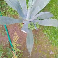 agave americana verde