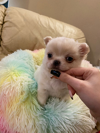 Spitz tedeschi nani Pomerania