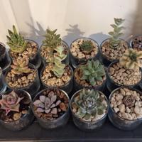 piante succulente