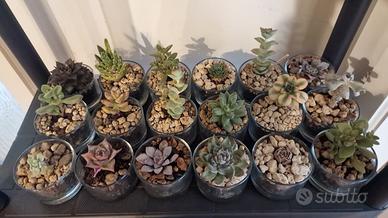 piante succulente